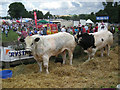 SO6286 : Exhibits at The Burwarton Show by Row17