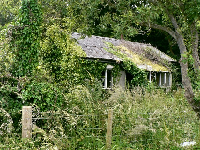 Woodland idyll near St Brides Major.