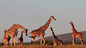 Wallpapers Giraffe Cubs Evening