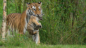 Fondos de escritorio Grandes felinos Tigris Cachorros 2 un animal