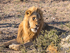 Fonds d'écran Fauve Lion