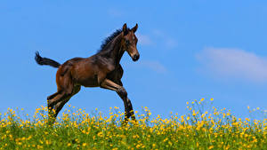 Fondos de escritorio Caballo Cachorros Correr animales