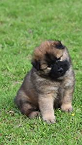 Bakgrundsbilder på skrivbordet Hund Valpar Sitter Eurasier