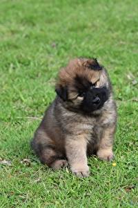 Sfondi desktop Cane Cagnolino Seduto Eurasier