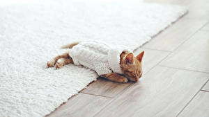 Bilder Katzen Katzenjunges Sweatshirt Schlaf Tiere