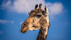 Picture Giraffes Sky Head