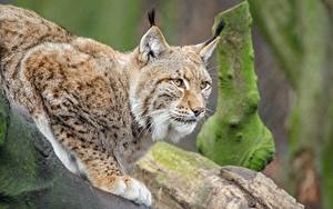 Fonds d'écran Fauve Lynx Patte Voir un animal