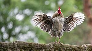 Hintergrundbilder Vögel Hahn Flügel Posiert ein Tier