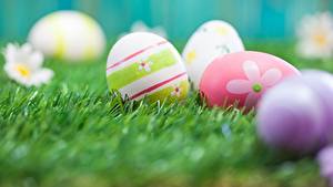 Wallpaper Easter Eggs Grass