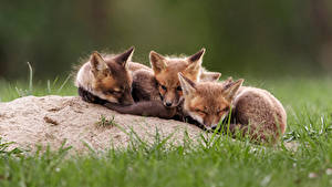 Fondos de escritorio Zorros Cachorros Trio Fondo borroso Animalia