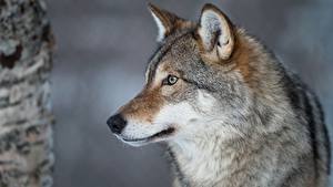 Wallpapers Wolves Head Snout Glance Animals