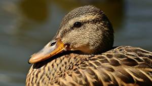 Pictures Duck Closeup Head Beak