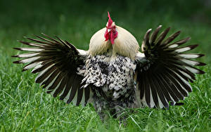 Fonds d'écran Oiseau Coq Aile un animal