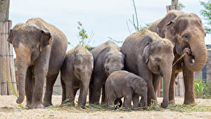 Fondos de escritorio Elefante Cachorros