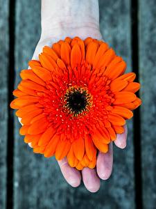 Bilder Gerbera Orange Hand Blüte