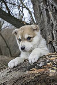 Sfondi desktop Cani Siberian husky Cucciolo Zampe