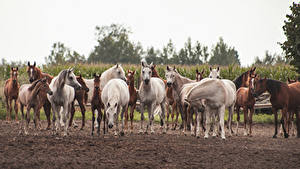 Fondos de escritorio Caballos Muchas Cachorros animales