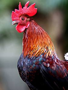 Hintergrundbilder Vögel Hahn Tiere