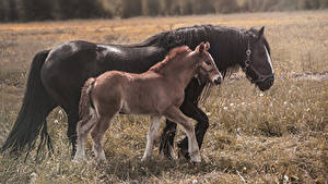 Fondos de escritorio Caballo Cachorros Dos