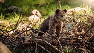 Fondos de escritorio Un oso Oso pardo Cachorros Rama