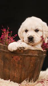 Bakgrundsbilder på skrivbordet Hund Golden retriever Valp