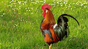 Hintergrundbilder Vogel Hahn Gras ein Tier