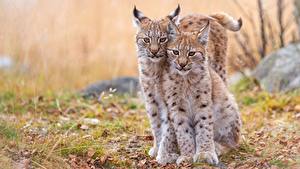 Fondos de escritorio Linces Cachorros 2 Hermoso