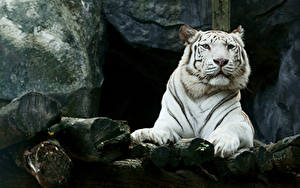 Fonds d'écran Fauve Tigre Blanc Museau