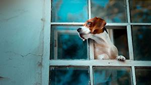 Photo Dog Beagle Window Animals