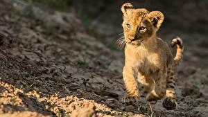 Fondos de escritorio Leones Cachorros Correr Animalia