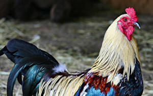 Fonds d'écran Oiseau Coq un animal