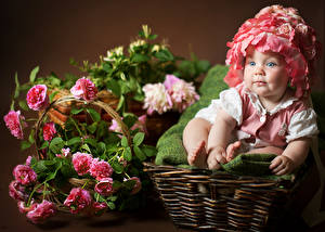 Bilder Rosen Säugling Kleine Mädchen Weidenkorb Mütze kind