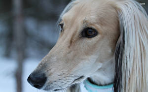 Bakgrundsbilder på skrivbordet Hund Vinthund Djur ansikte Afghanhund Djur