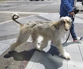 Bakgrundsbilder på skrivbordet Hundar Vinthund Afghanhund Djur