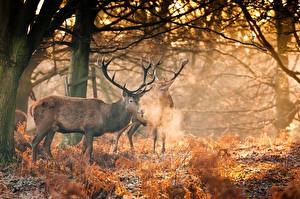 Bilder Wälder Hirsche Herbst Bäume Zwei Horn Lichtstrahl Tiere