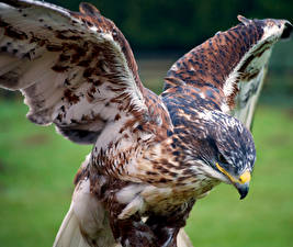 Photo Hawk Birds Beak Wings animal