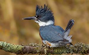 Wallpaper Common Kingfisher Bird Closeup Beak Branches