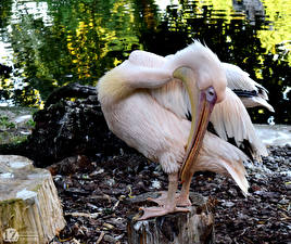 Wallpaper Birds Pelicans 1ZOOM Beak Tree stump Great white