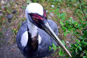 Pictures Birds Cranes 1ZOOM Beak White-naped crane animal