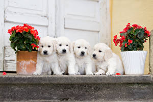 Sfondi desktop Cani Begonia Cucciolo Retriever Bianco Quattro 4 animale