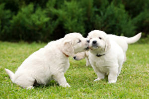 Sfondi desktop Cani Cagnolino Due 2 Bianco Retriever animale