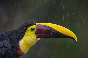 Photo Toucans Birds Rain Beak Animals