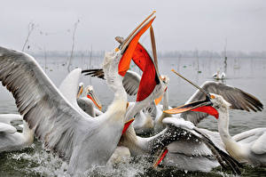 Hintergrundbilder Pelikane Vogel Schnabel ein Tier