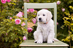 Sfondi desktop Cani Rosa Golden retriever Retriever Cucciolo Sedie Bianco Animali