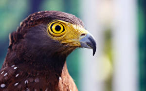 Papel de Parede Desktop Pássaros Aquila Bico Cabeça Animalia