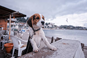 Sfondi desktop Cane Beagle Cagnolino Tavolo animale