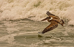 Hintergrundbilder Vogel Wasserwelle Pelikane Wasser Flug