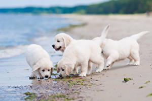 Sfondi desktop Cane La costa Retriever Cagnolino Bianco golden Animali