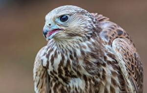 Fondos de escritorio Aves Falco De cerca un animal