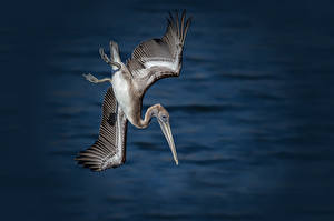 Hintergrundbilder Vögel Pelikane Flug